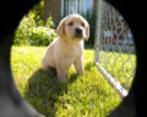 Complete dog training programs for yourself and your dog