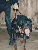 dog training school for gun dog  training dog behavior modification, basic and advanced obedience training.