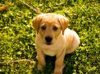 K9Training.us dog training school for all your dog training needs