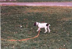 Bird dog puppy with a strong drive