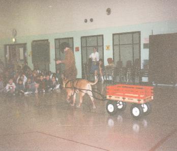 Dog Behavior and training seminars for schools and functions